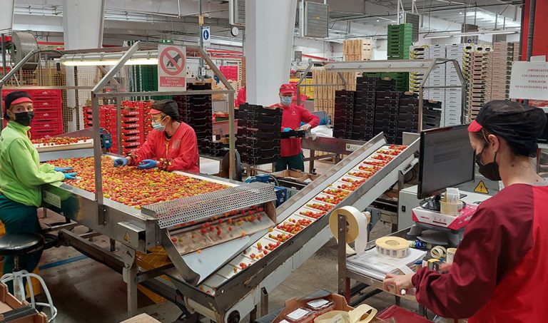 Cuatro líneas de ayudas a la Economía Social