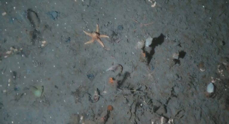 Daños oceánicos por fondeo de barcos en la Antártida
