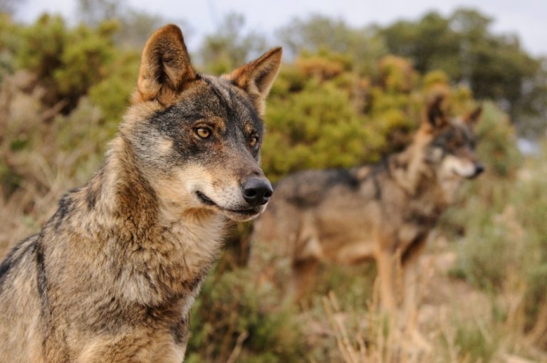WWF lanza un gran aullido en Madrid para exigir la protección del lobo ibérico