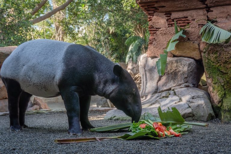 Tari cumple un año y se convierte en la protagonista más especial de Semana Santa en BIOPARC Fuengirola
